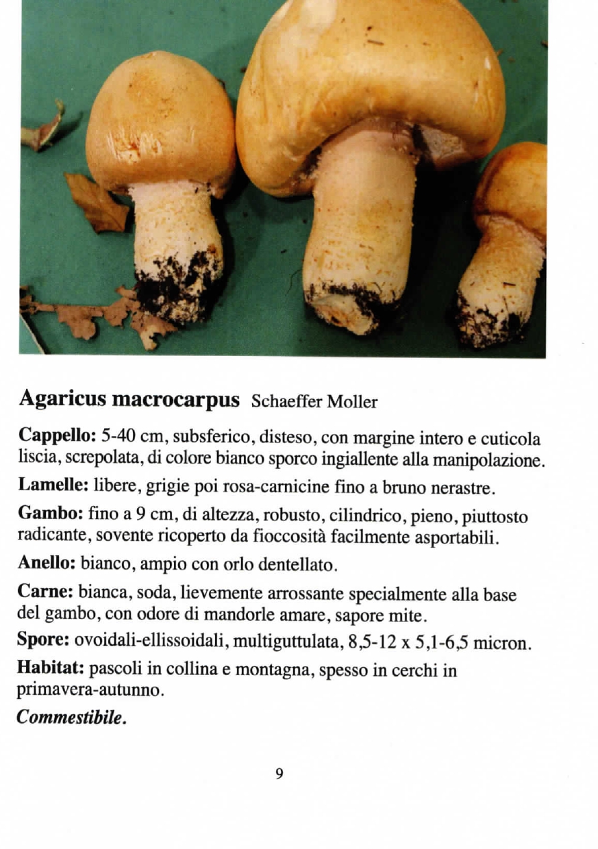 9 Agrocybe macrocarpus page 0001