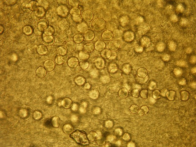 stephensia_bombycina2