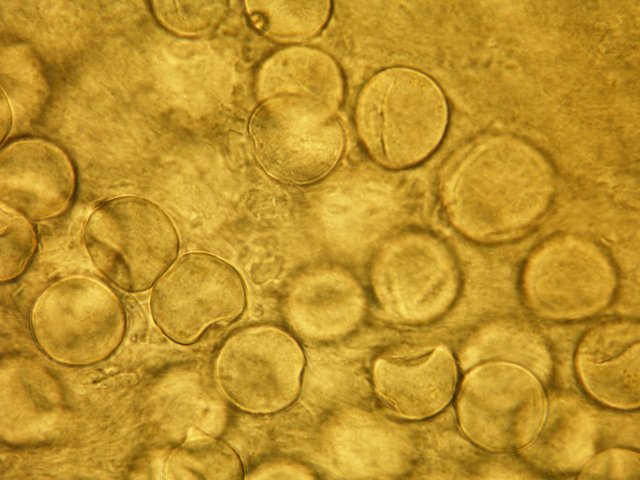 stephensia_bombycina3