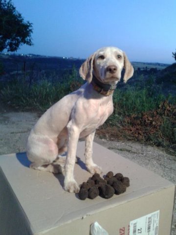 10469969_10203257510371045_2132949993_n